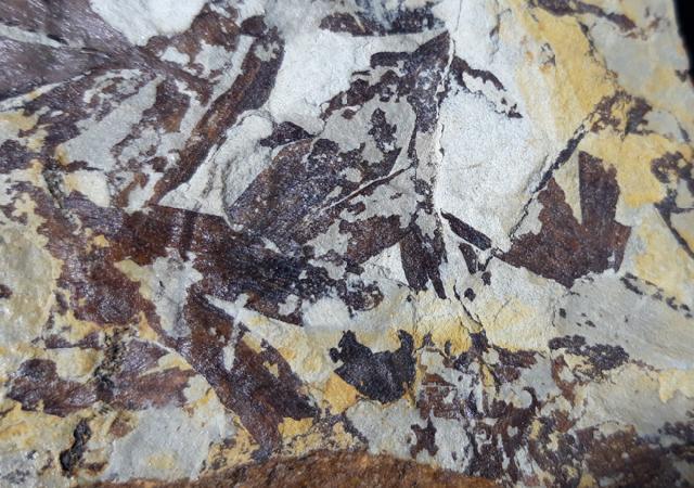 Ginkgo huttoni (STERNBERG in HEER 1876) - Bild &copy; FossNet FossilienStore